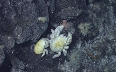 A new crab species, the "Hoff" Crab